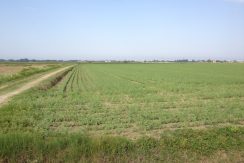 Terreno Agricolo in vendita Montaletto