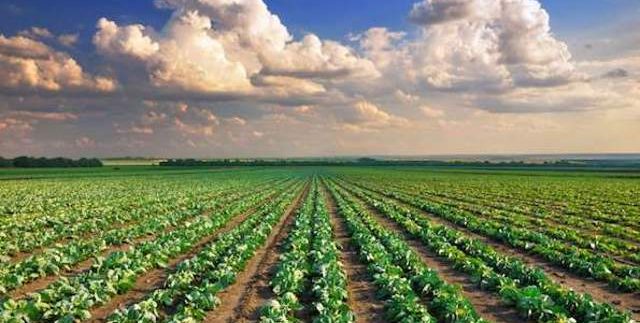 Le Imposte per l'acquisto di Terreno Agricolo