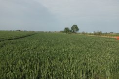 Terreno agricolo in vendita a Cervia