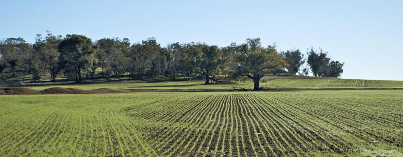 Le Imposte per l'acquisto di Terreno Agricolo